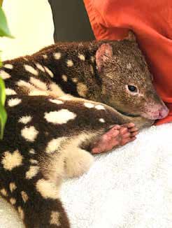 A Rare and Remarkable Visitor