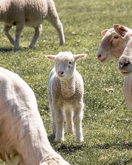 Lamb
