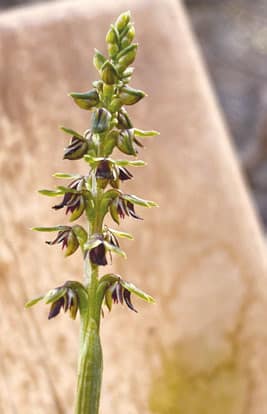 Midge Orchid