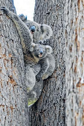 koalas