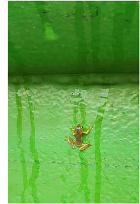 Frog alert