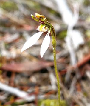 Parsons Band orchid