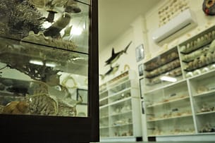 Shell Museum