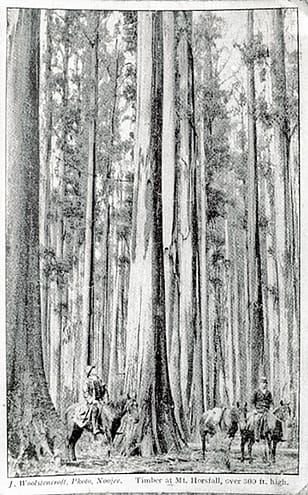 Historic blackbutt stand