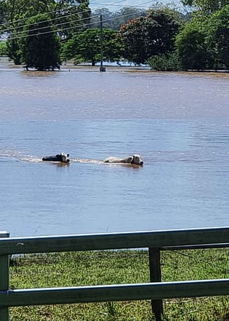 Cows at Coraki
