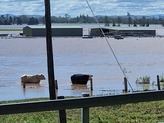 Cows at Coraki