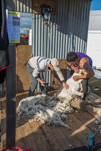 Shearing at York Ag Show