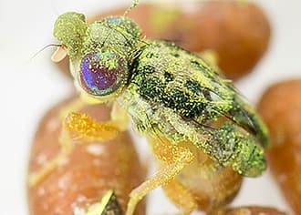 Sterile Insect Technique