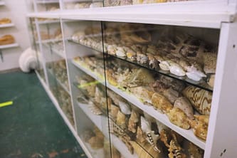 Shell Museum