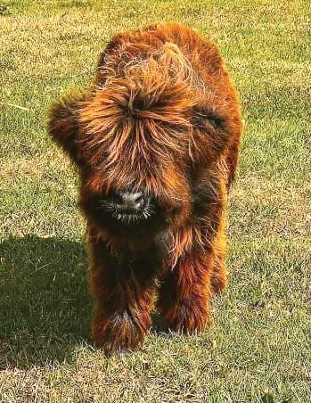 long haired calf