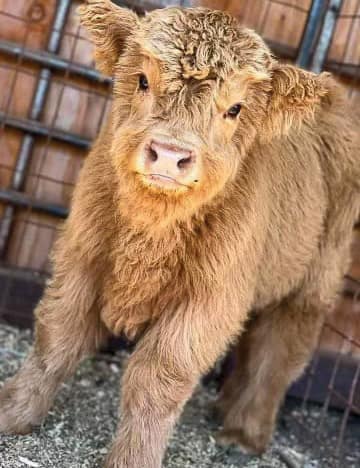 Calf