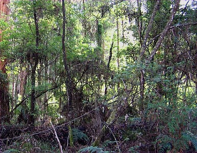 50 year understorey