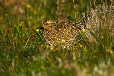 Stubble Quail by Francesco Veronesi