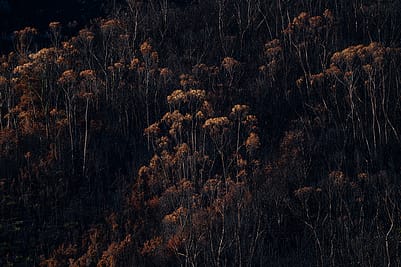 Bushfire