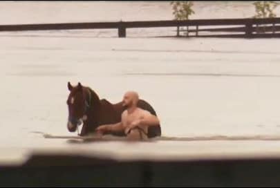 Rescuing horse