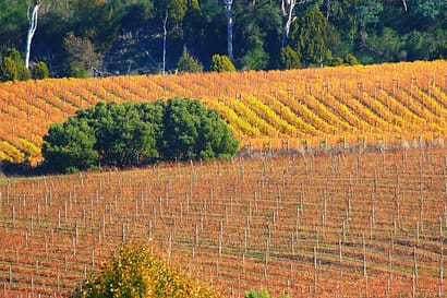 Tamar Valley Vineyard