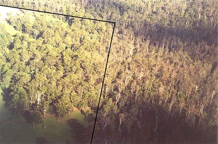 Eucalypt comparison