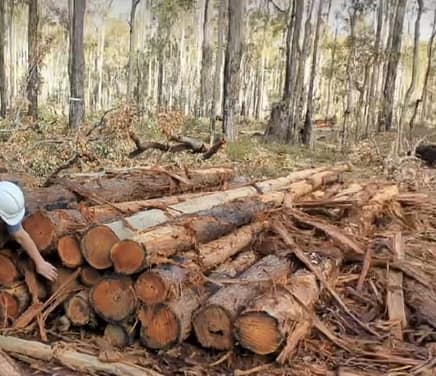 Sawlogs for firewood