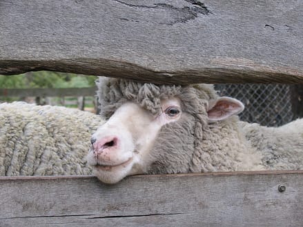 Merino