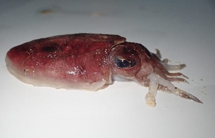 Cuttlefish LHI October 202
