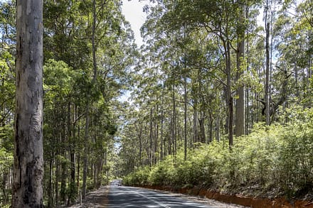 These white gums are along the road to the town of Manjimup