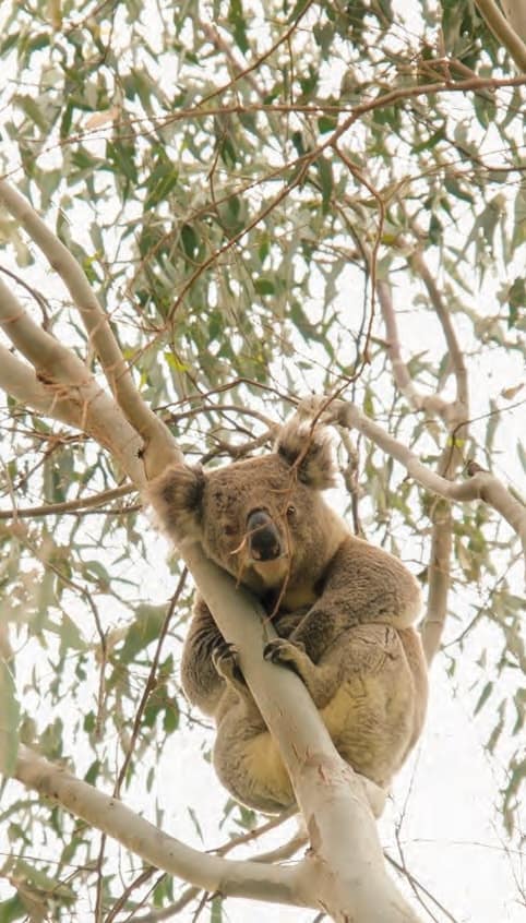 koala