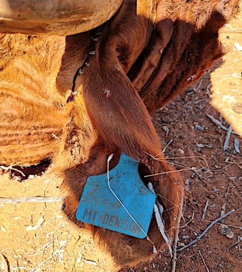 Screenshot 2026-06-22 110911-NT law about straying stock applies on Aboriginal land