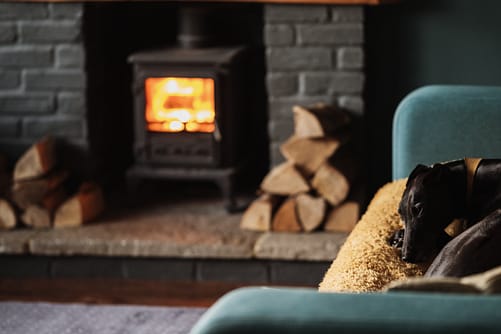 greyhound by the fire