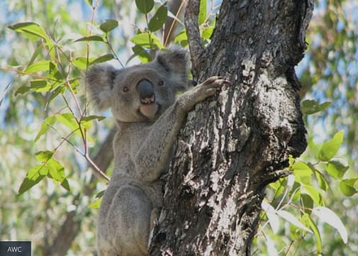 Koala