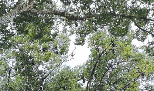 Flying fox camp
