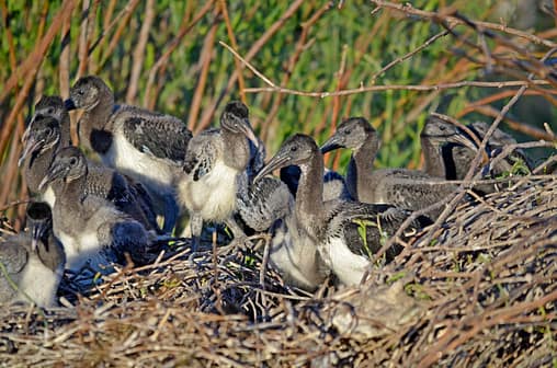 Baby straw necked ibis in the Lachlan valley. Photo credit Mal Carnegie.