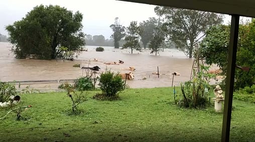 Cattle swimming