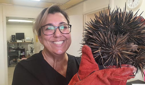 Residents and vets help to rehome a spiky visitor