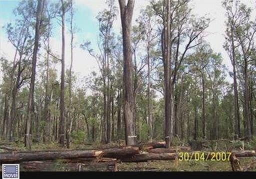 Thinned area