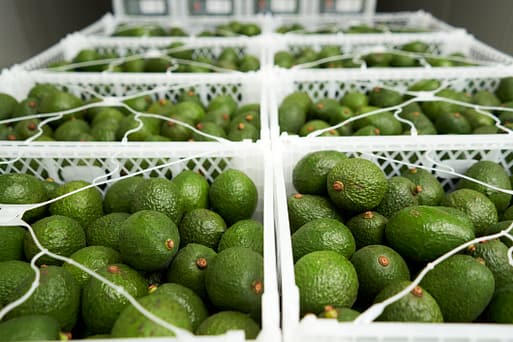 Avocados for export