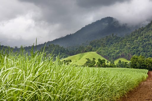 Cane farm