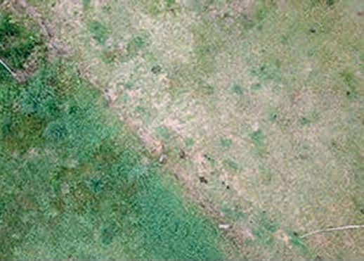 Expression of pasture dieback affecting one side of a fenceline in south-east Queensland.