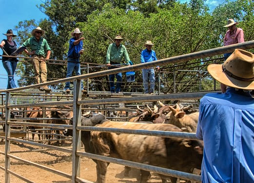 Cattle sale