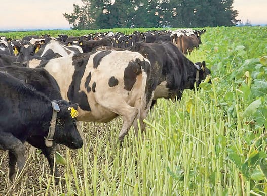 Cattle with collars