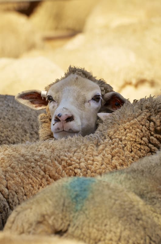 Kangaroo Island sheep