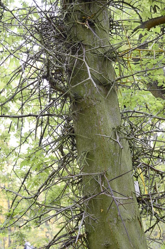 Letters from Home: The bloody tree I Australian Rural & Regional News