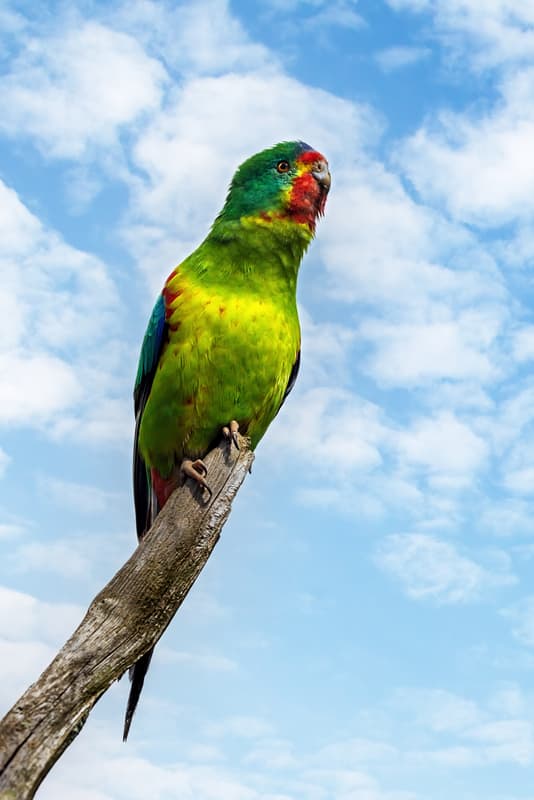 Swift parrot