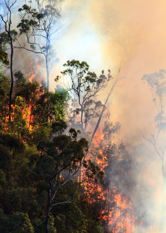 Bushfire