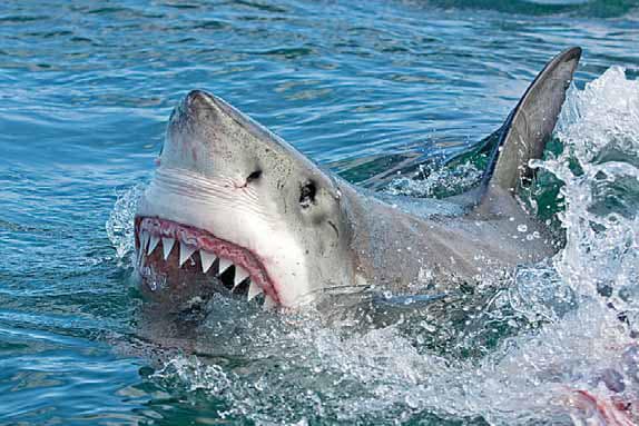 Calls have come for sharks to be culled following a spate of attacks around the nation in 2026