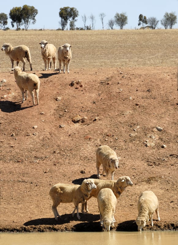 Sheep at low dam