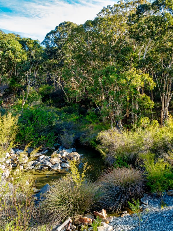 Jarrah forest WA