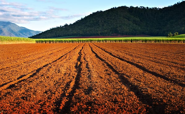 Ploughed cane field