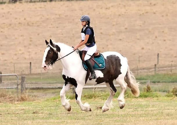 Clydesdale