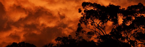 Eucalypts on fire