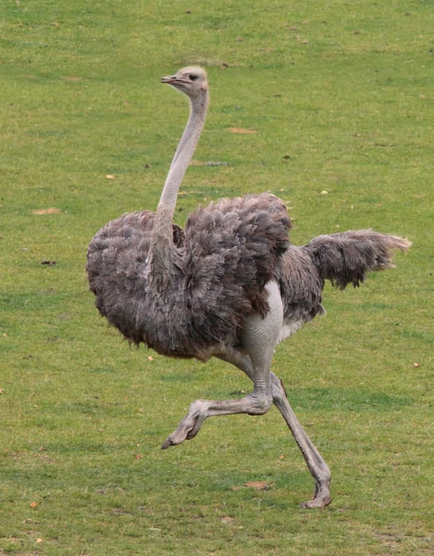 Grey Ostrich